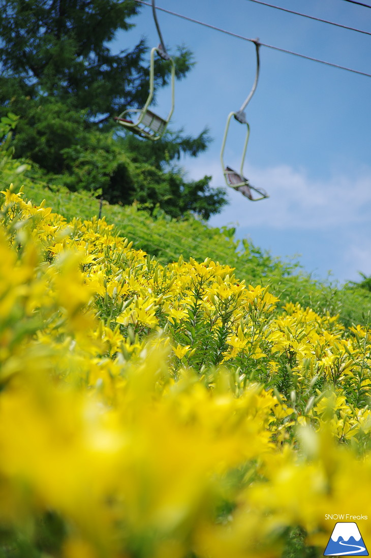 オーンズ春香山ゆり園 今年も綺麗な『ゆり』のシーズン到来♪